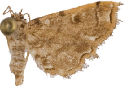 Lygomusotima sp. 2