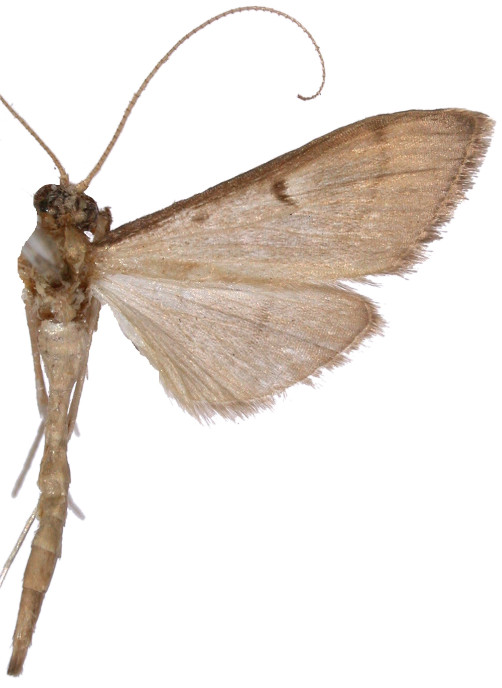Bradina macaralis Walker