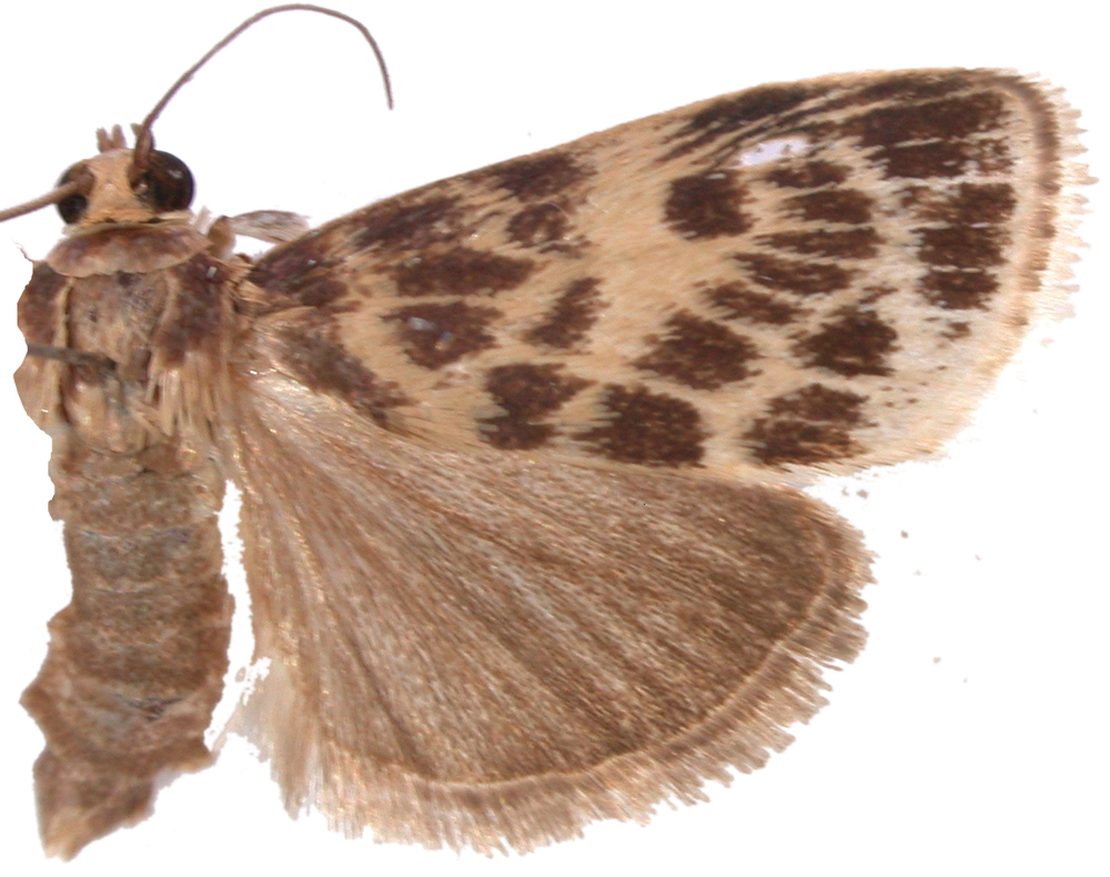 Erpis macularis Walker