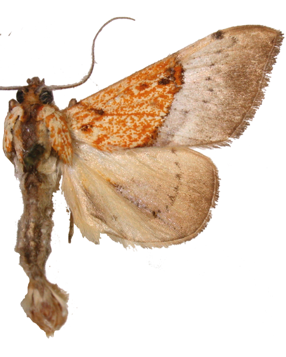 Agrotera heliochlaena Hampson