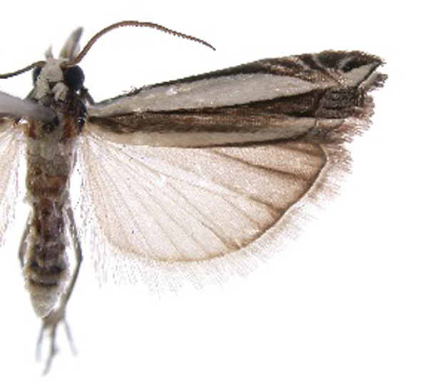 Angustalius malacelloides Bleszynski