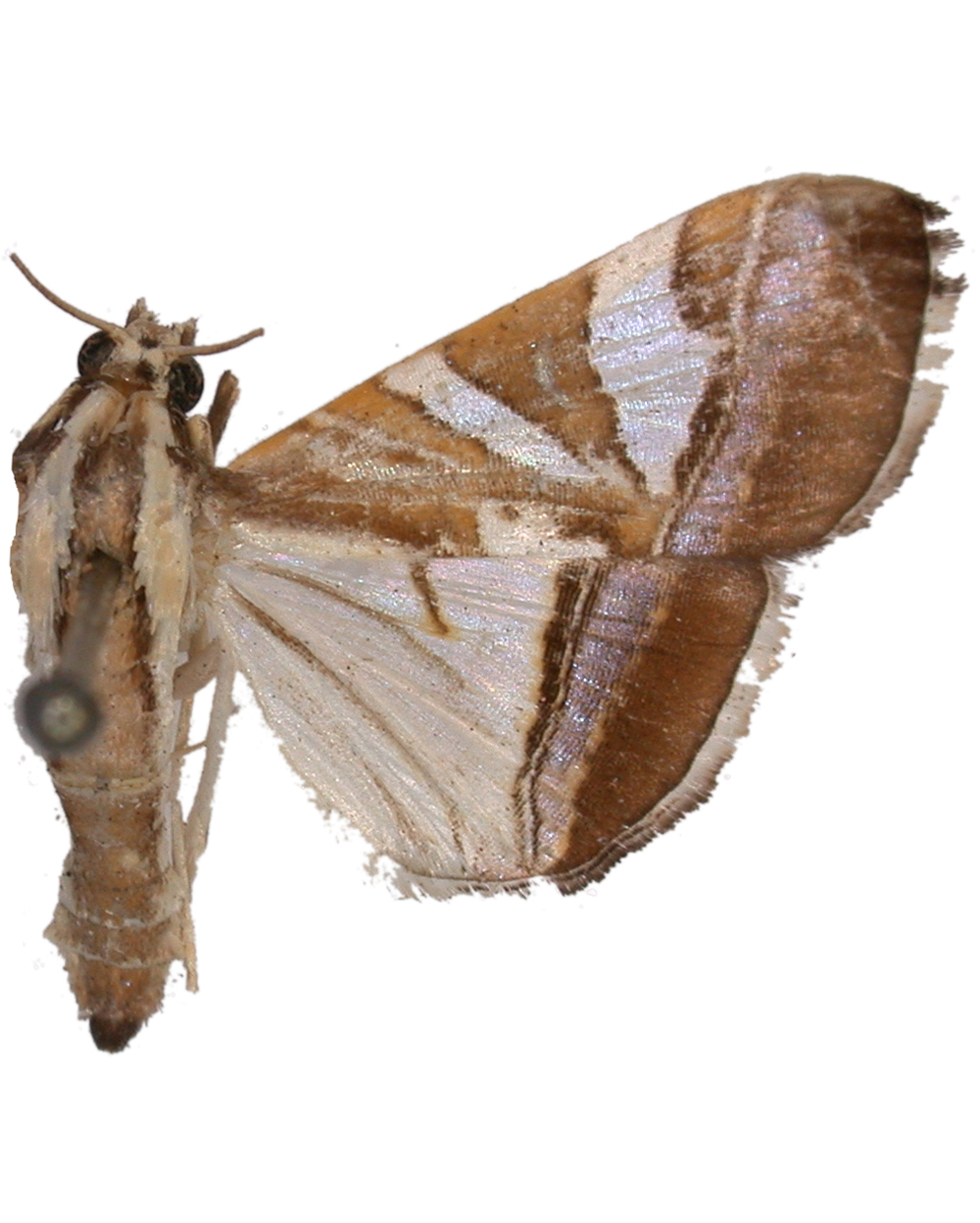 Agrioglypta malayana Butler