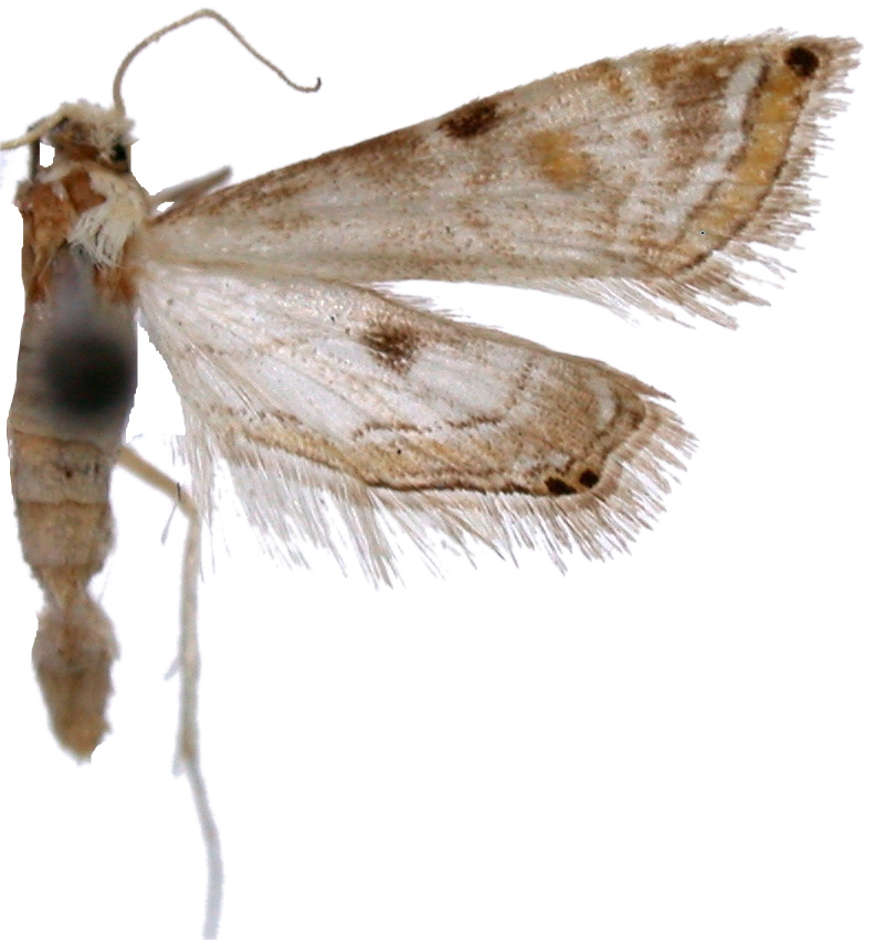 Eristena mangalis Murphy