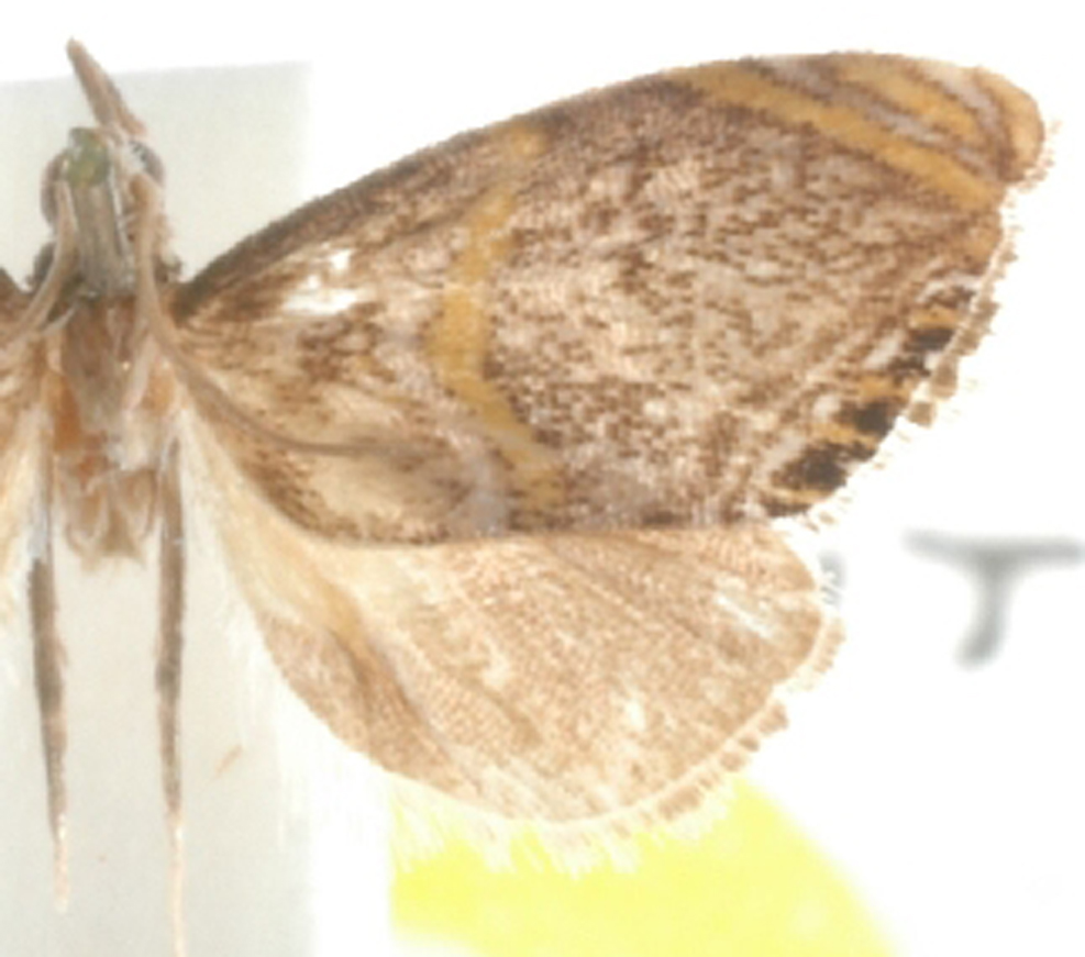 Peniculimius marginata Gaskin