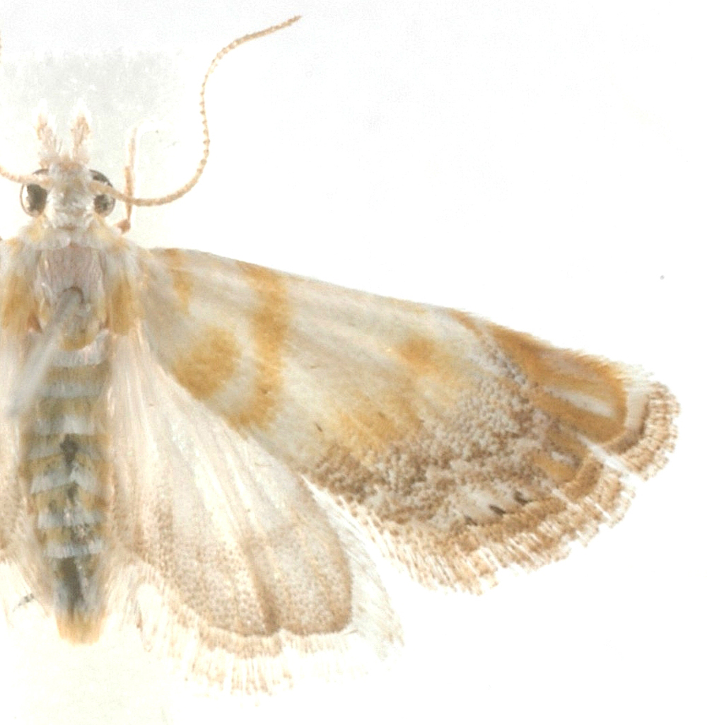 Glaucocharis margretella Gaskin