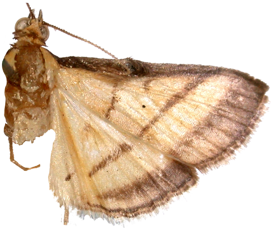Cnaphalocrocis medinalis Guenée