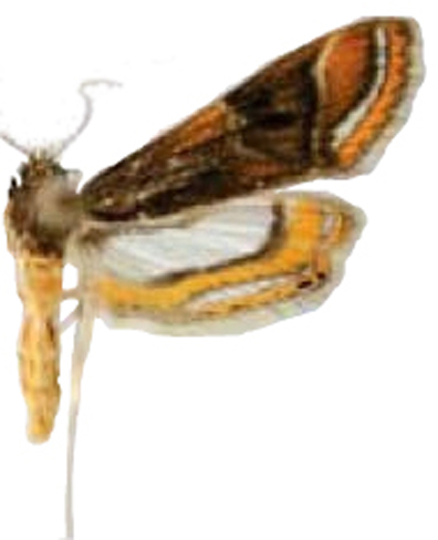 Eristena mesilauensis Mey