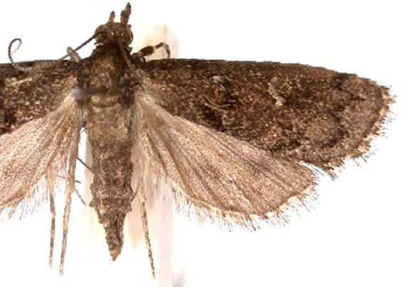 "Microchilo" sp. 1