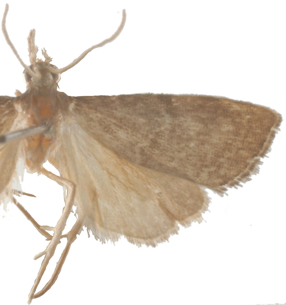 Microchilo Sp. 2
