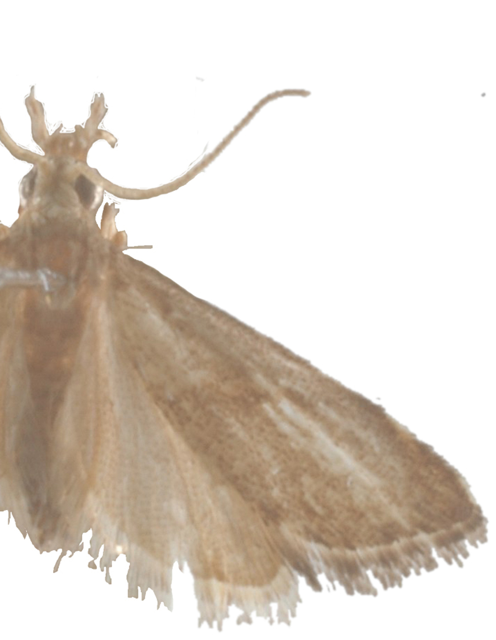 Microchilo Sp. 3
