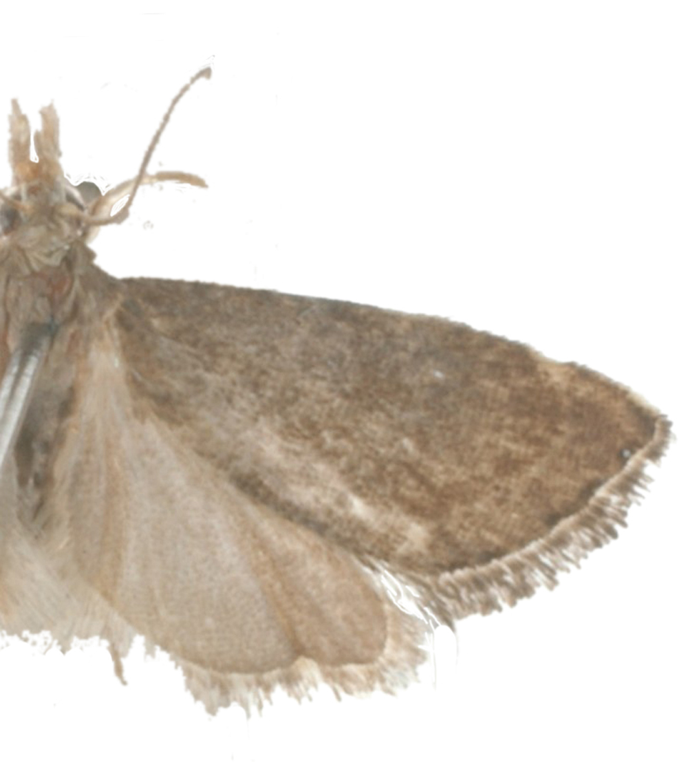 Microchilo Sp. 4