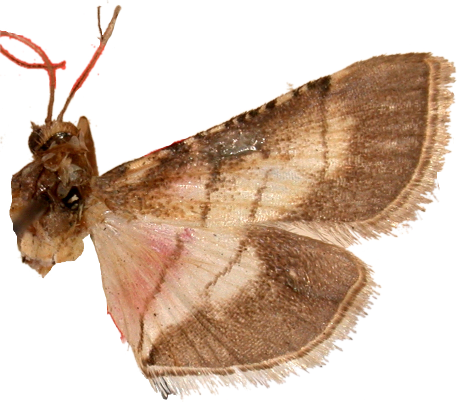 Cnaphalocrocis mimica Warren
