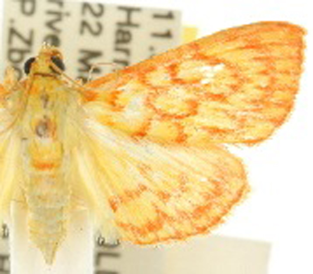Hyalobathra miniosalis Guenée