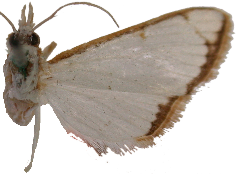 Cirrhochrista minuta Swinhoe
