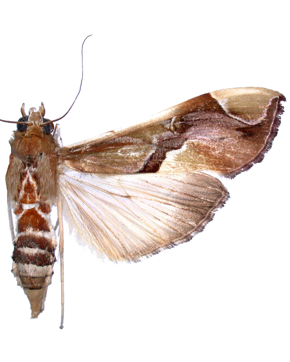 Agathodes modicalis Guenée