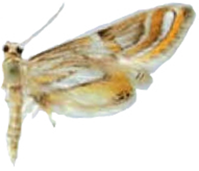 Eristena monika Mey