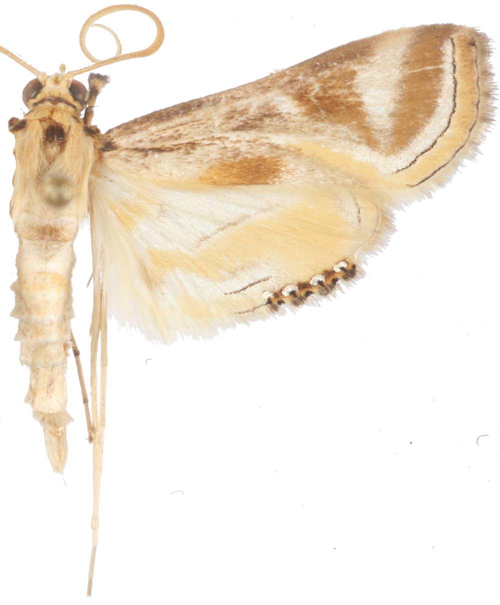 Eoophyla mormodes Meyrick