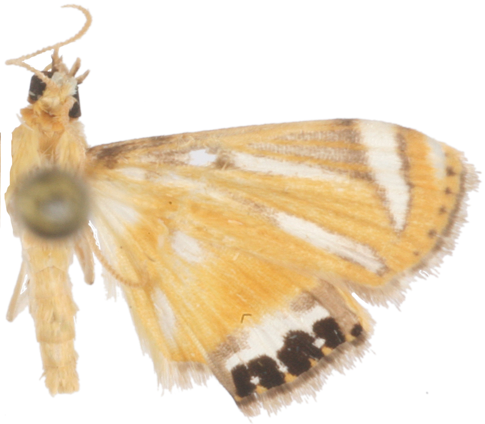 Musotima sp. 2