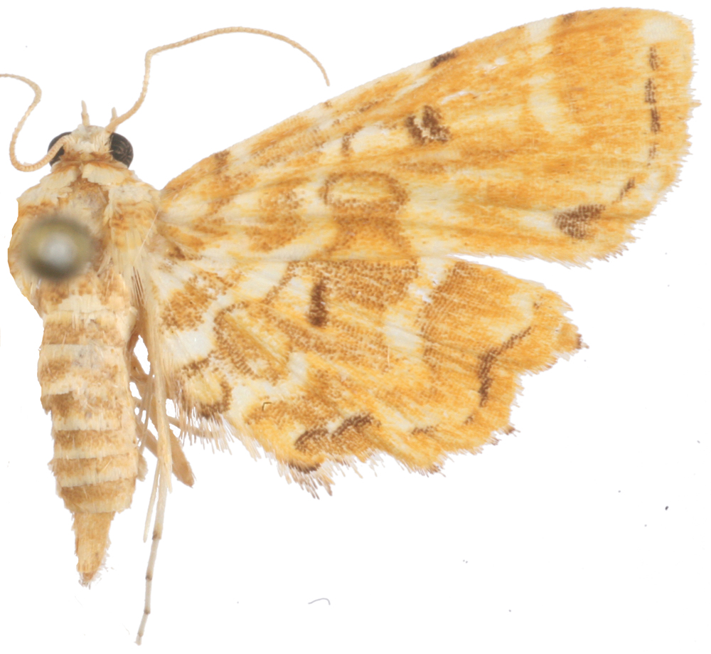 Musotima sp. 3