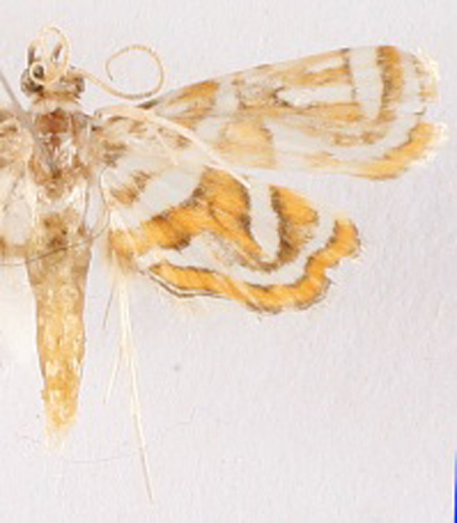 Musotima sp. 6