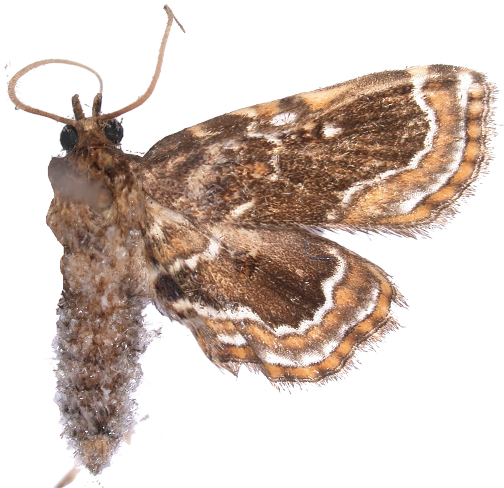 Musotima sp. 7
