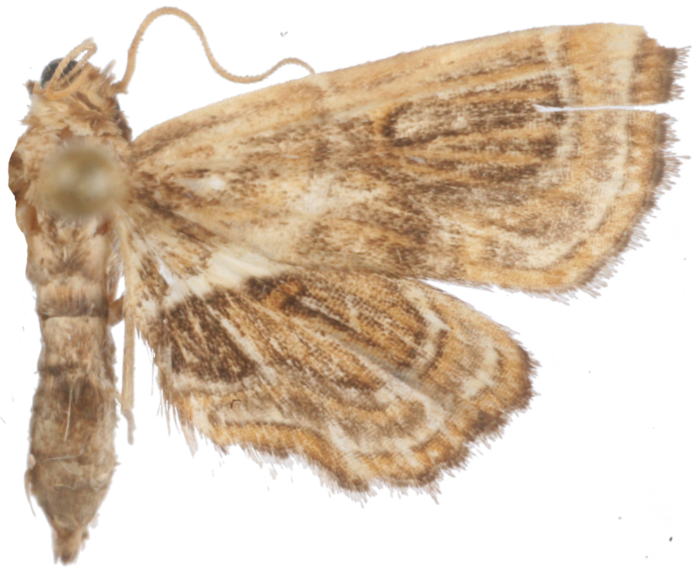 Musotima sp. 8