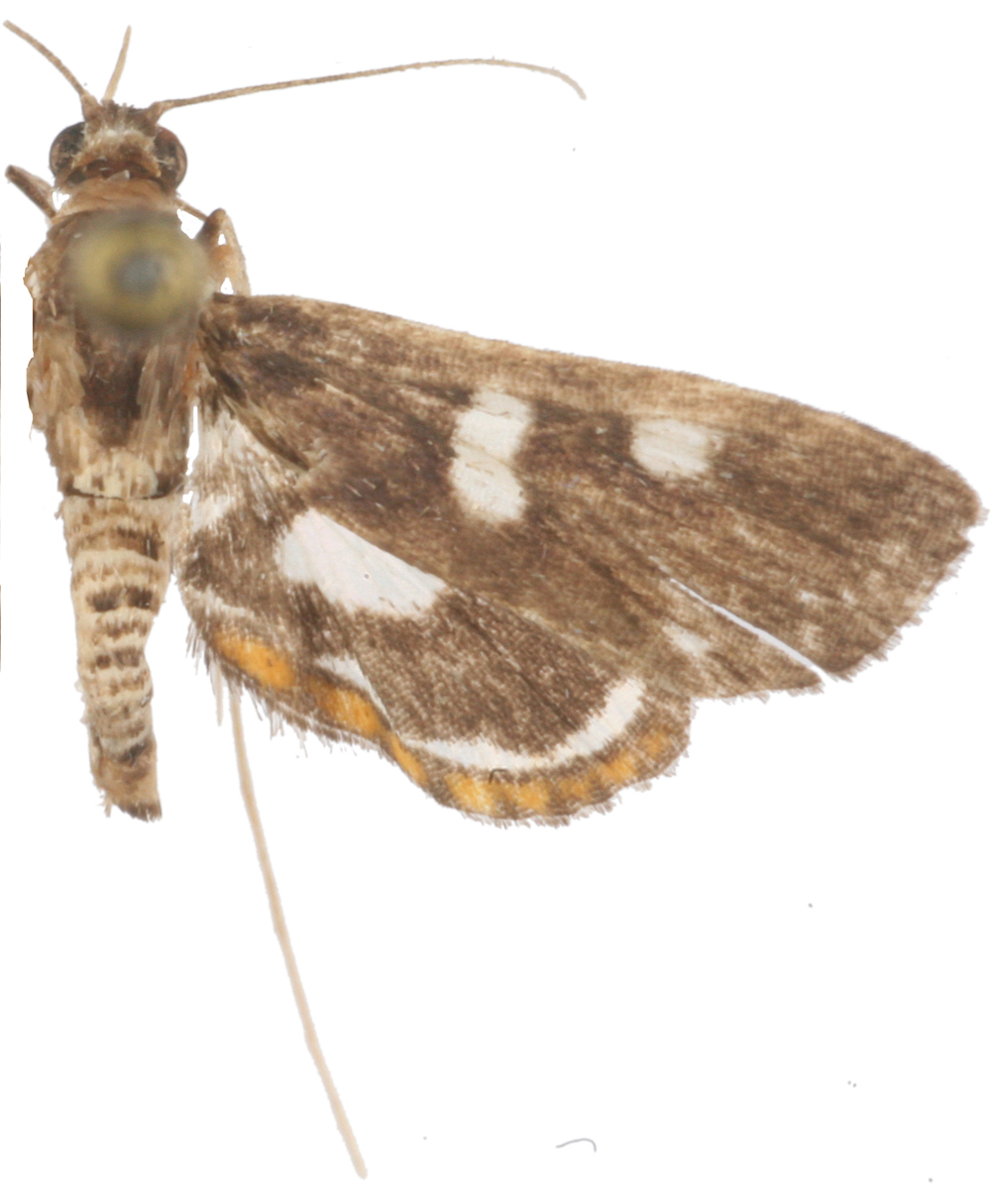 Musotima sp. 9