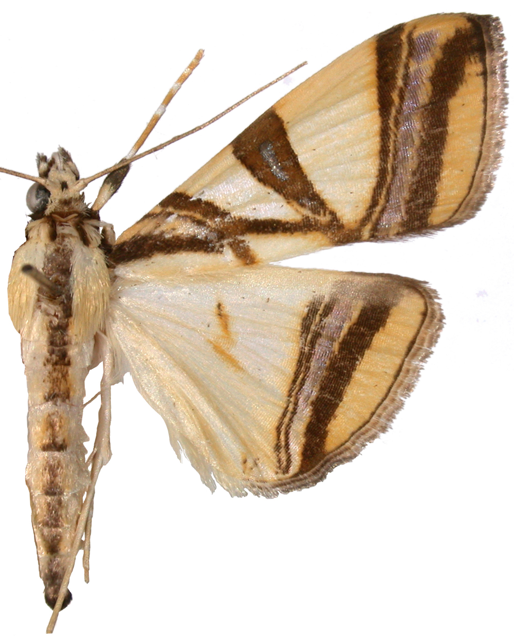 Agrioglypta naralis Felder, Felder & Rogenhofer