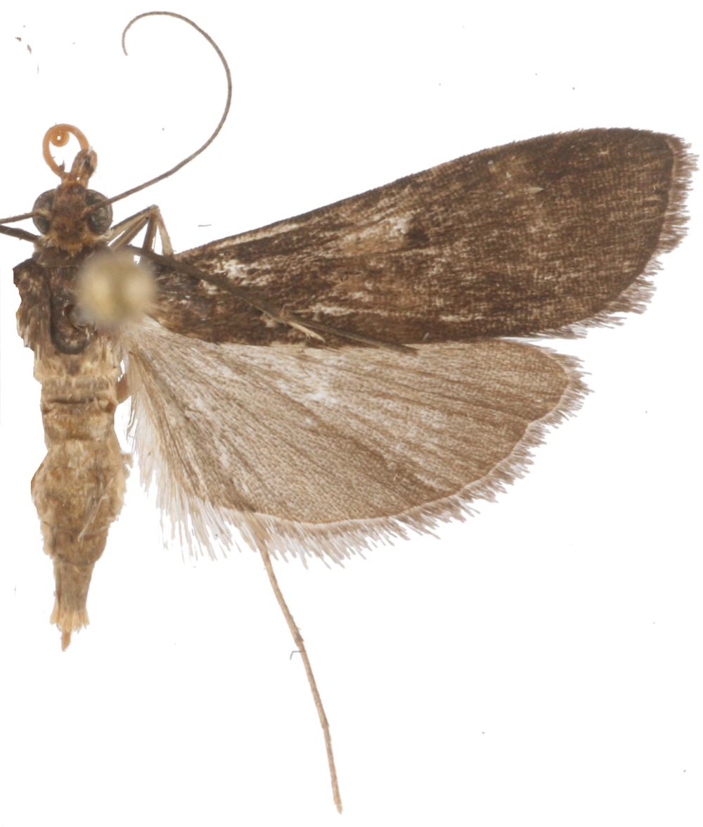 "Paracymoriza" nigrella Speidel