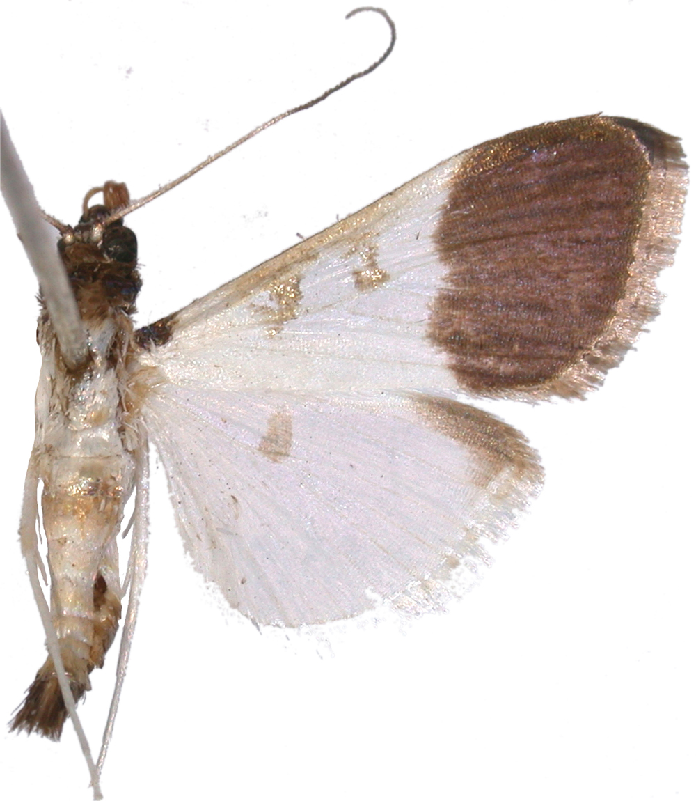 Palpita nigricollis Snellen