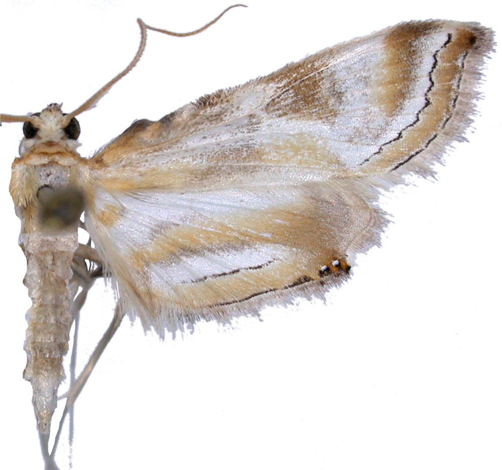 Eoophyla nigripilosa Yoshiyasu