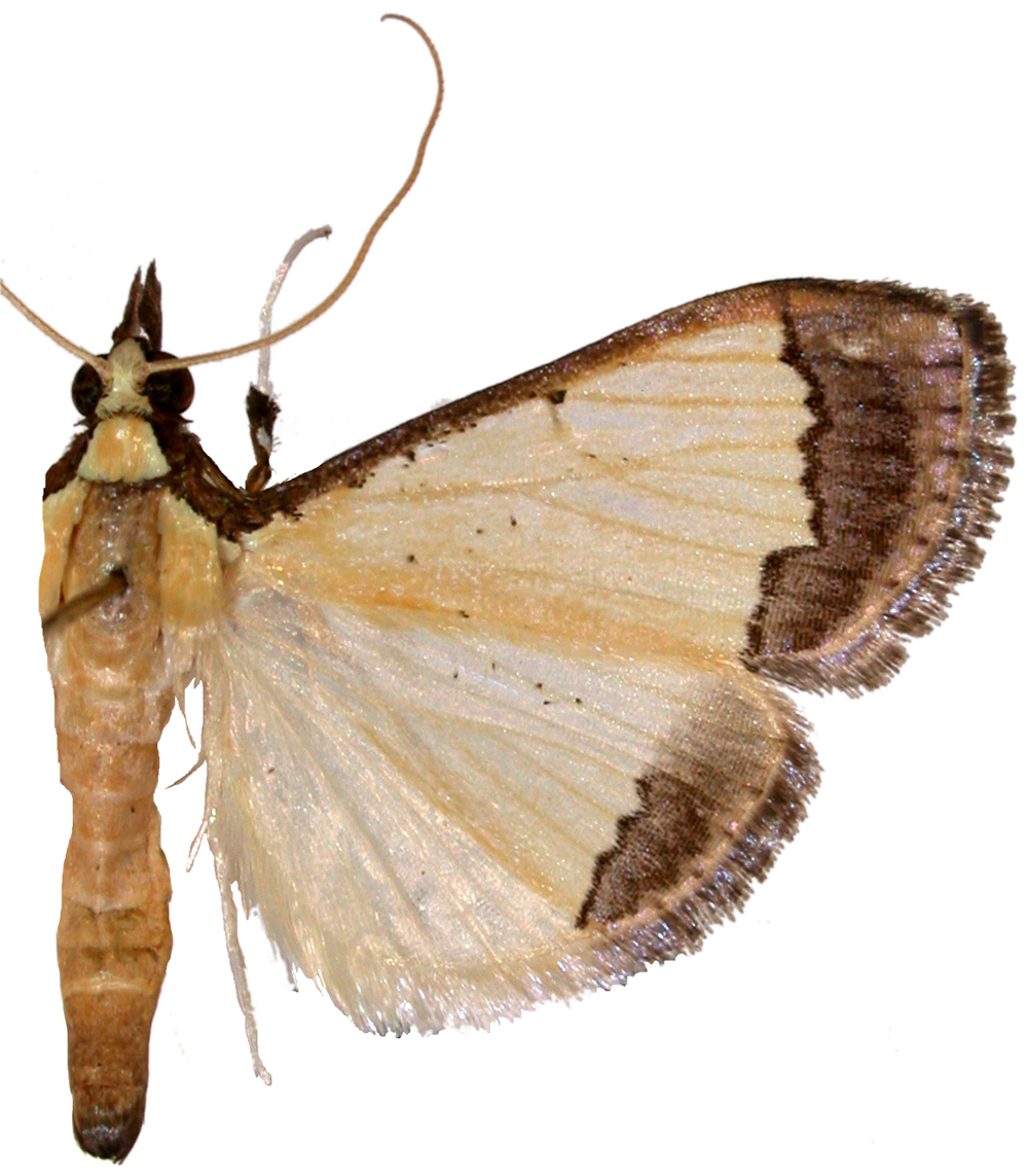 Pseudonoorda nigropunctalis Hampson