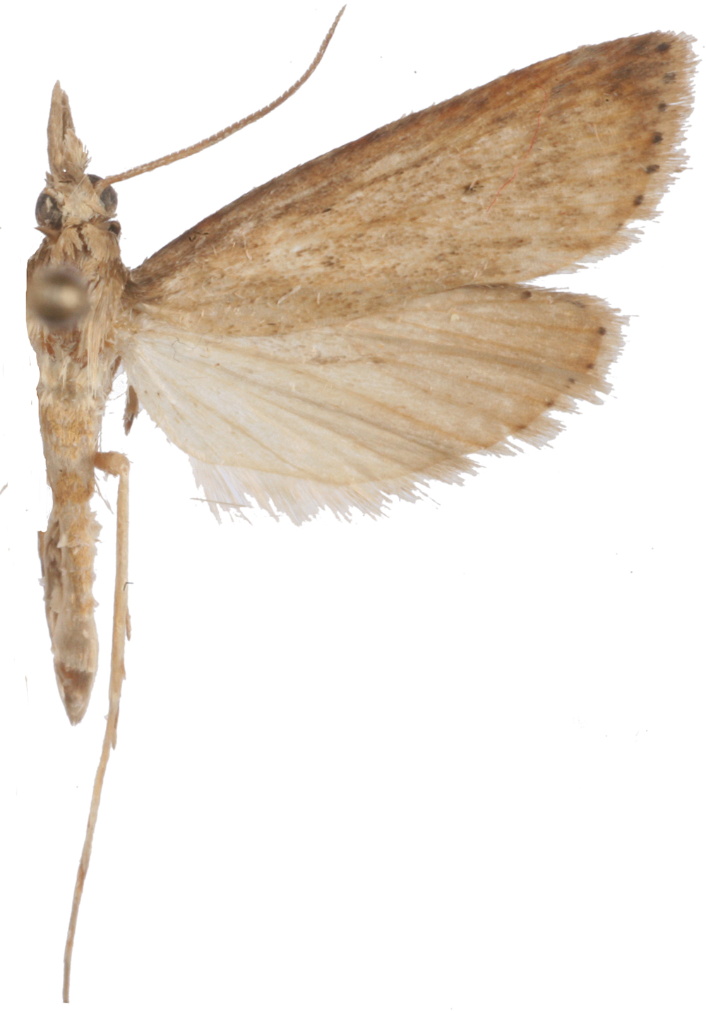 Scirpophaga nivella Fabricius
