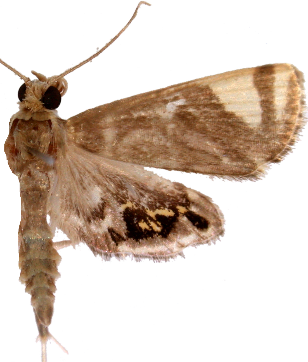 Nymphicula sp. 1