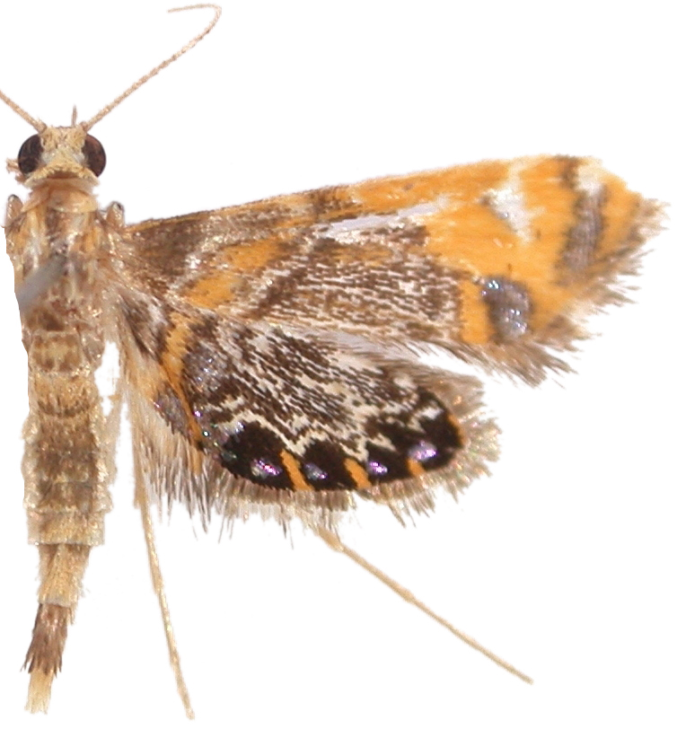 Nymphicula sp. 2