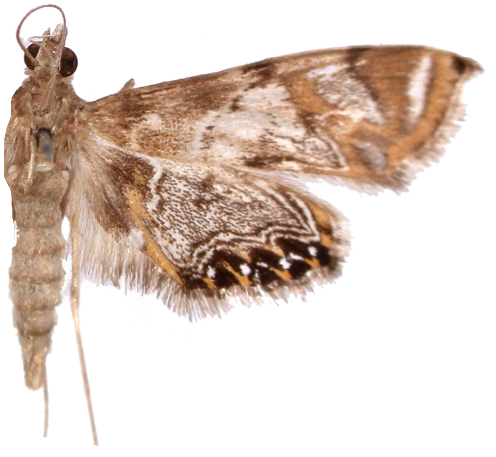 Nymphicula sp. 3