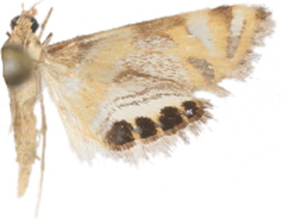 Nymphicula sp. 4