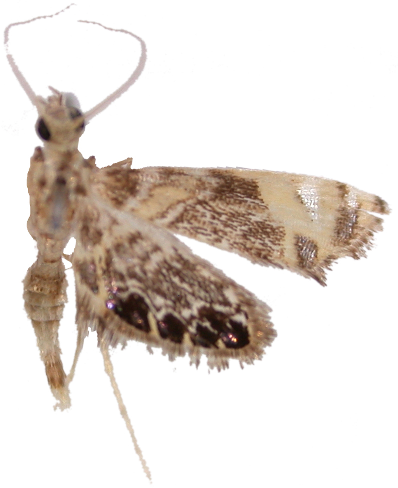 Nymphicula sp. 5