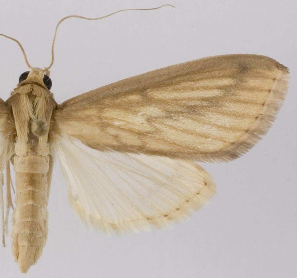 Circobotys occultilinea Walker