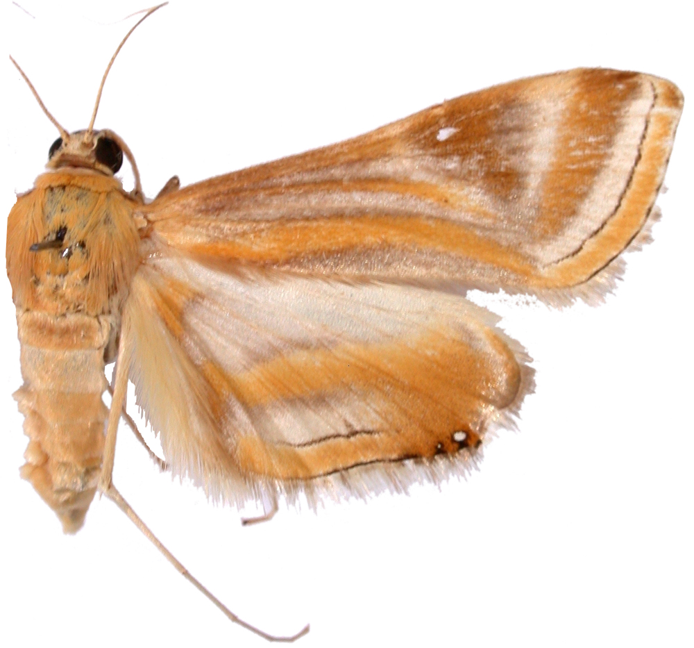Eoophyla ochripicta Moore