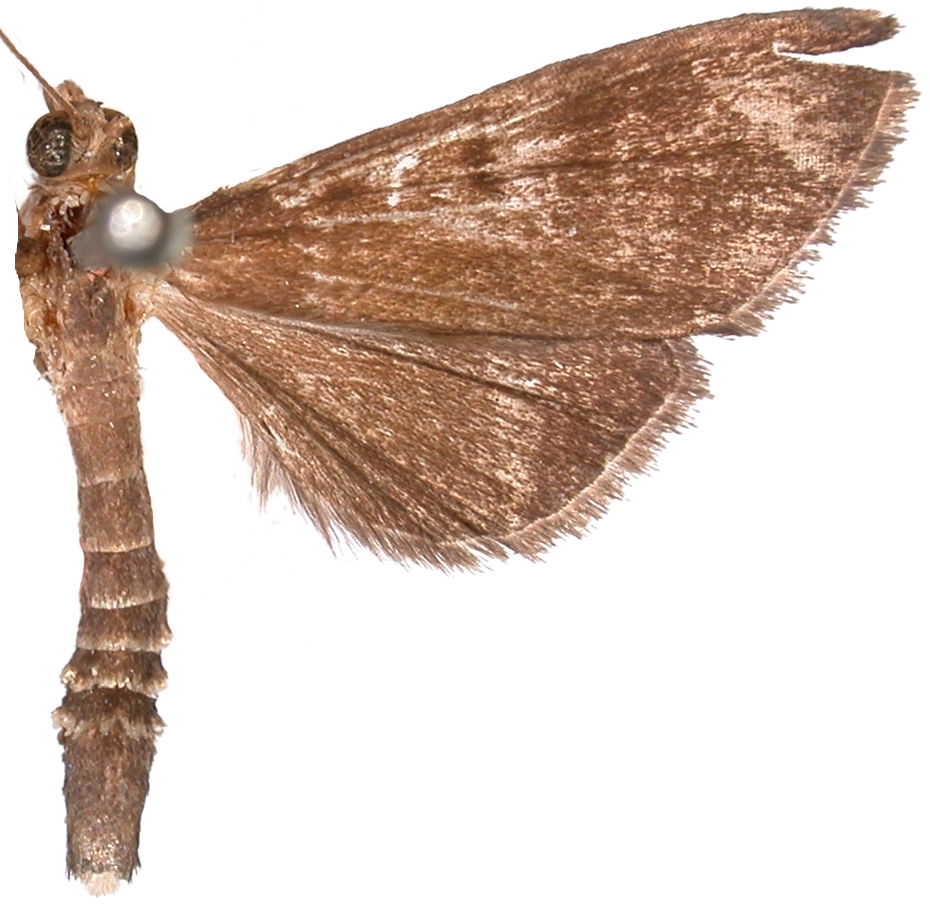 Bradina opacusalis Swinhoe