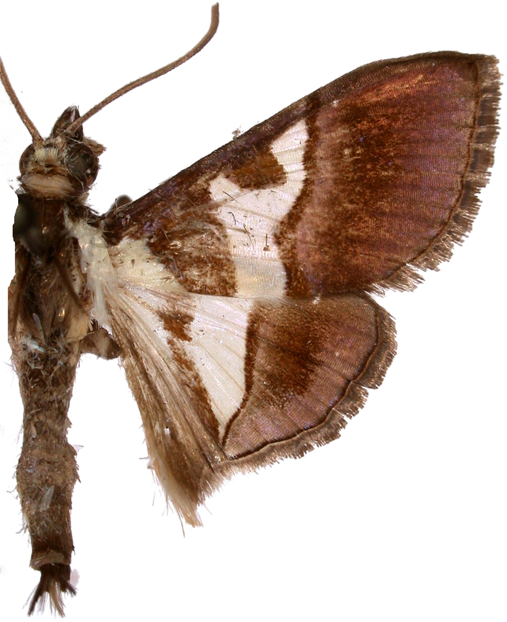 Dausara orionalis Walker