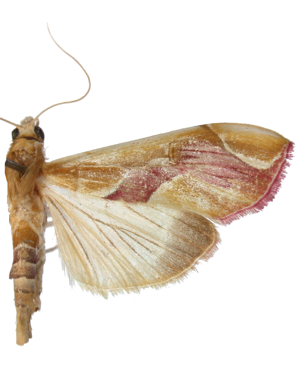 Agathodes ostentalis Geyer
