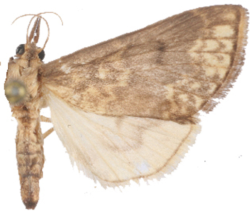 Ostrinia Sp. 1