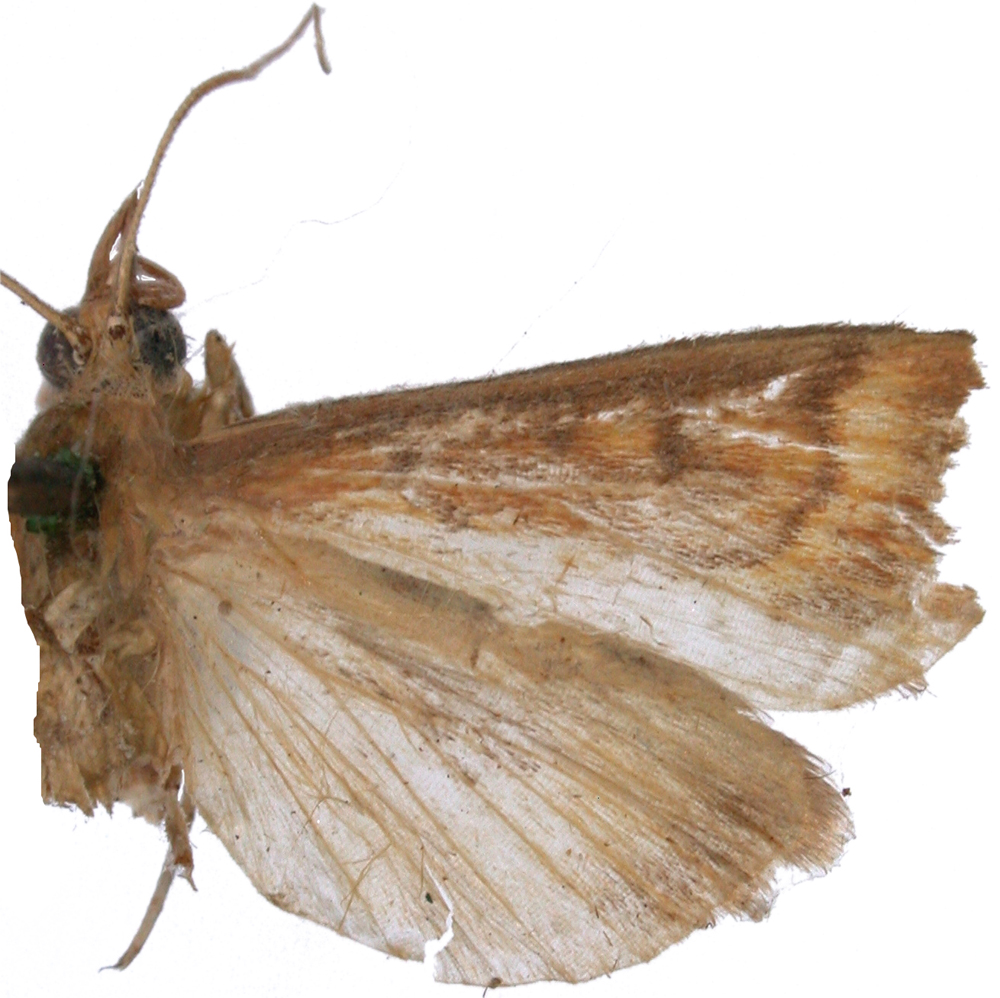 Ostrinia sp. 2