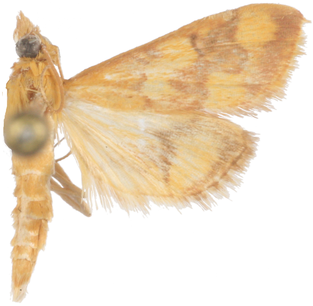 Pyrausta panopealis Walker