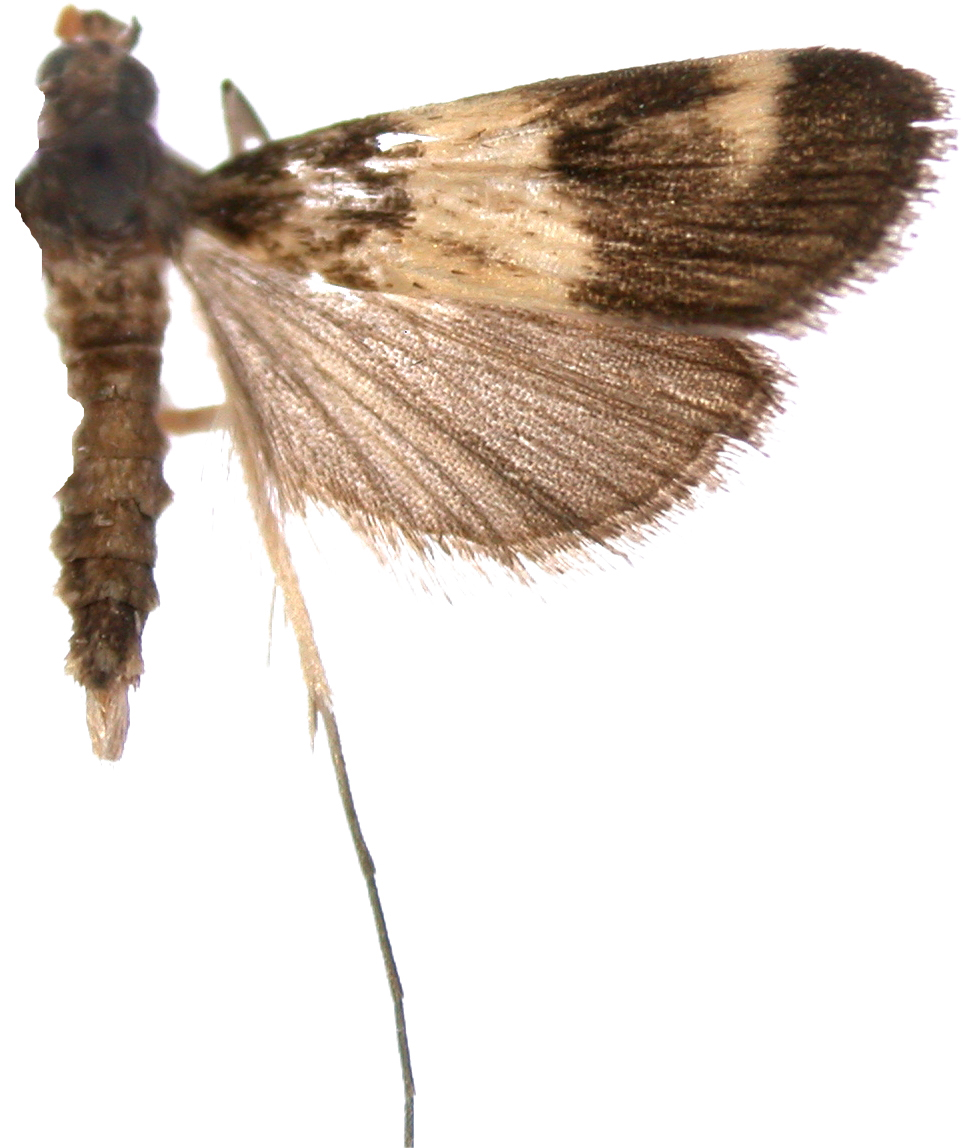 "Paracymoriza" sp. 1