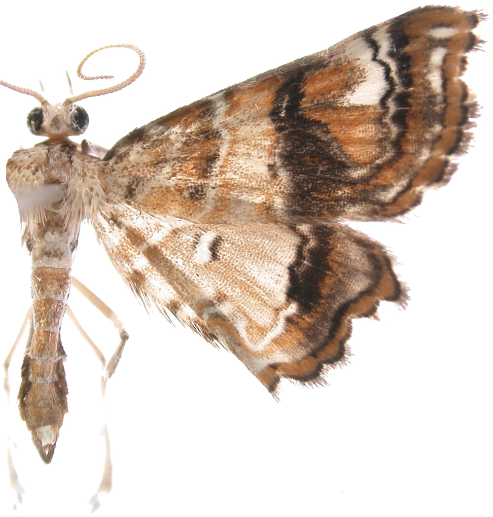 "Paracymoriza" sp. 2