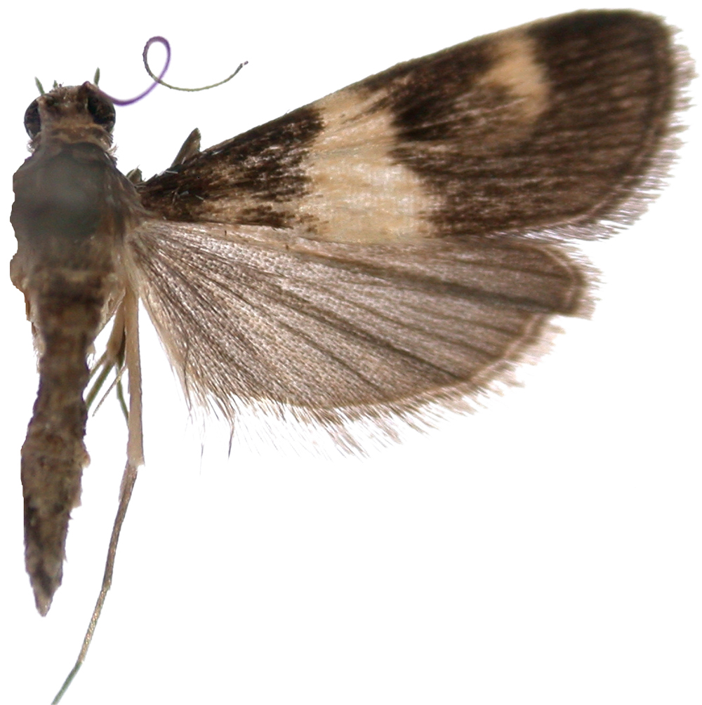 "Paracymoriza" sp. 4