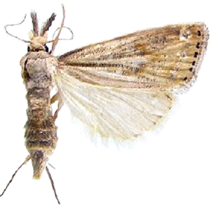 Chilo partellus Swinhoe